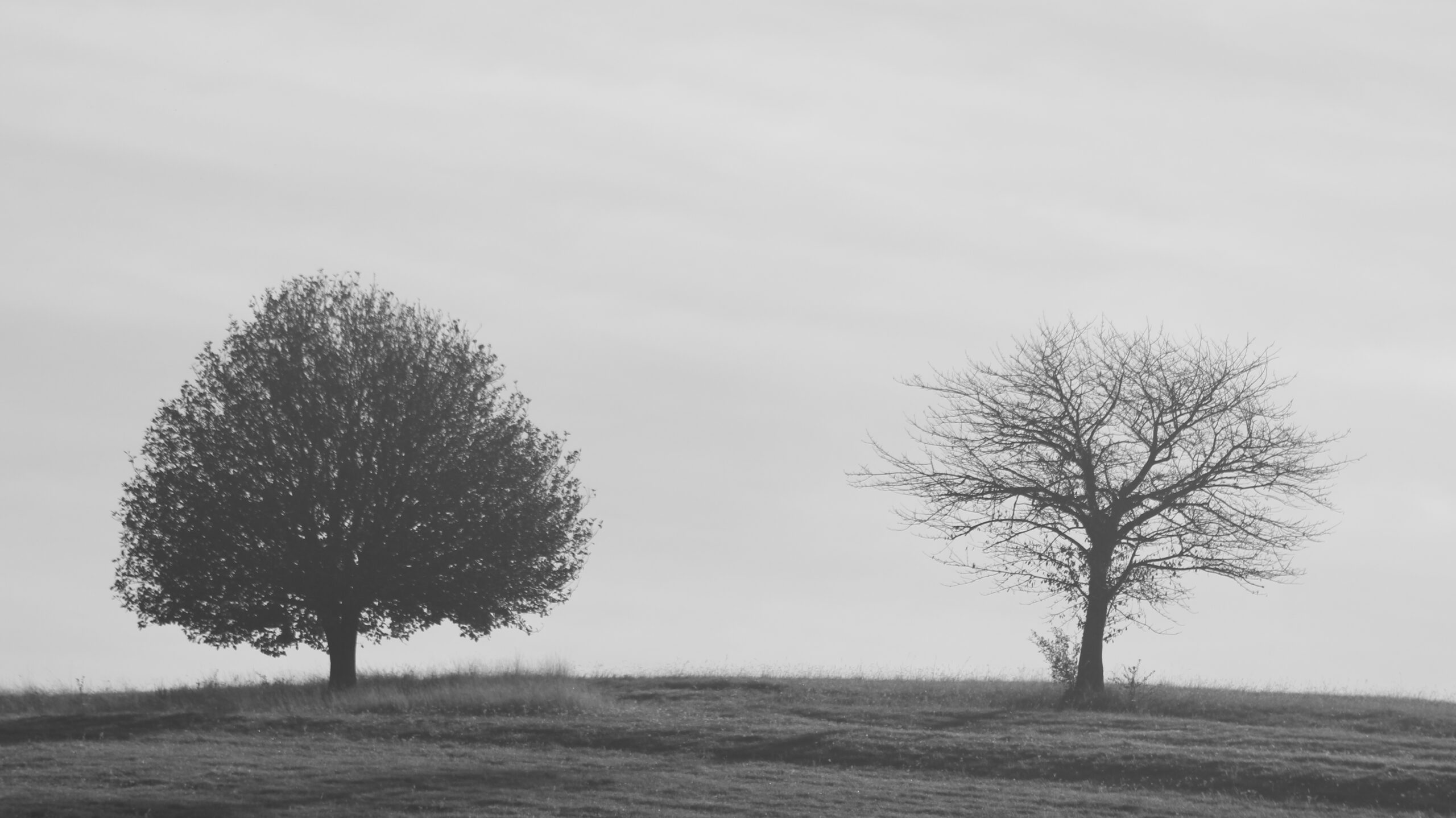 Wordt ook Boom-versneller!